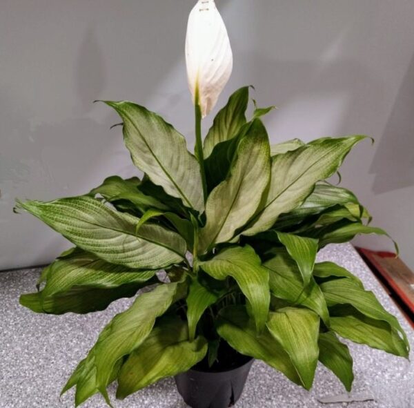 Spathiphyllum- Platinum Mist