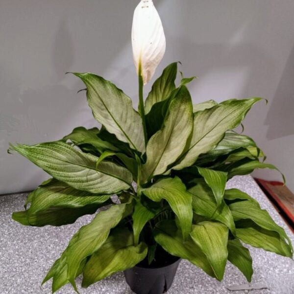 Spathiphyllum- Platinum Mist