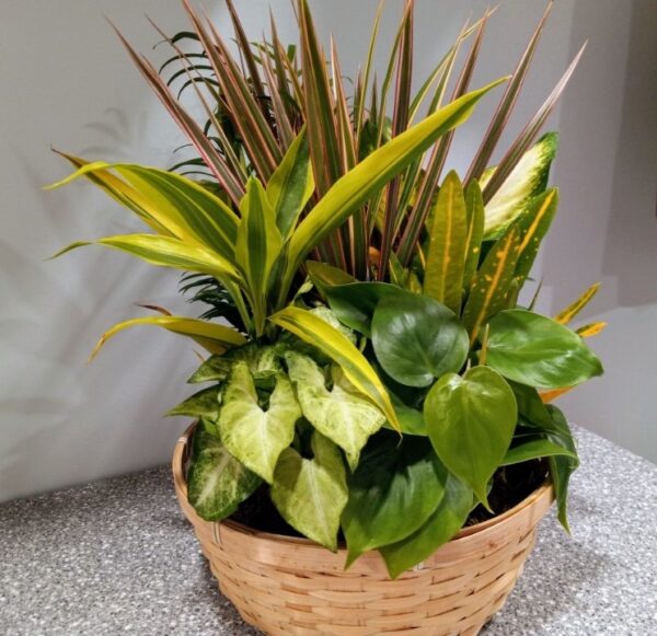 Dish Garden