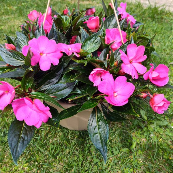 New Guinea Hanging Baskets- Assorted Colors