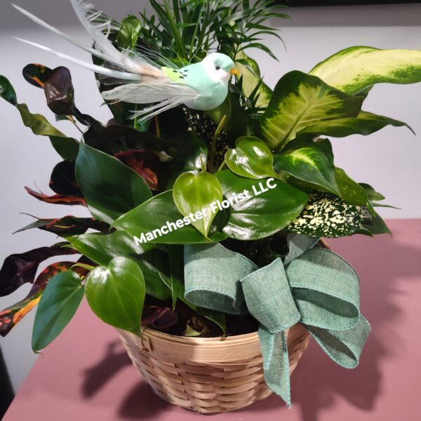 Dish Garden- Basket