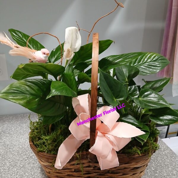 Peace Lily & Anthurium Basket