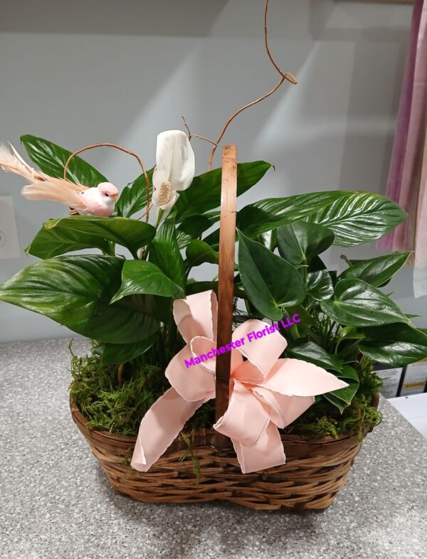 Peace Lily & Anthurium Basket