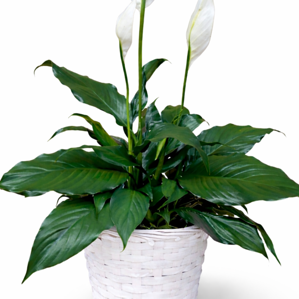 Small Peace Lily