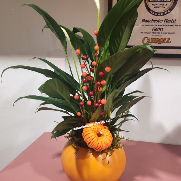 Peace Lily- Fall Pumpkin