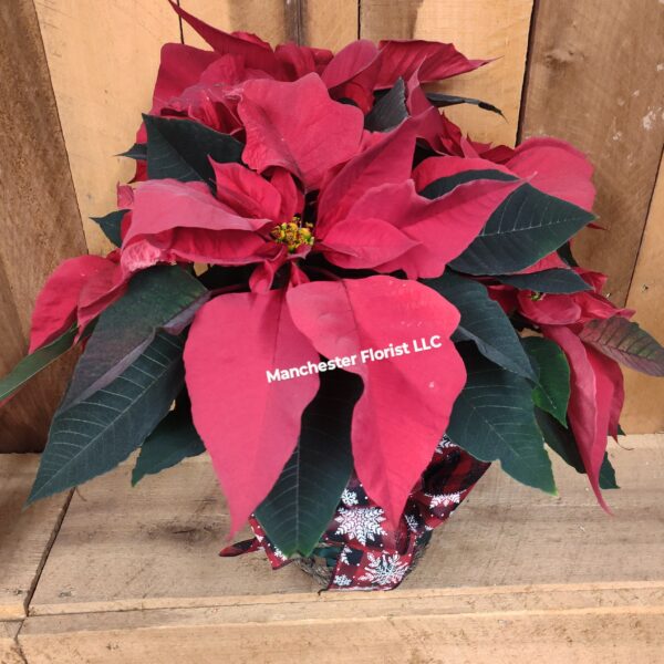 Red Poinsettia- 6.5"
