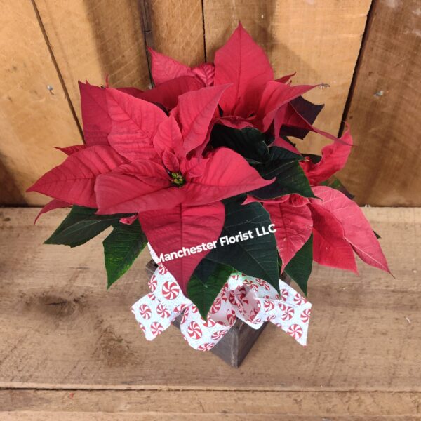Red Poinsettia- 4.5" Small