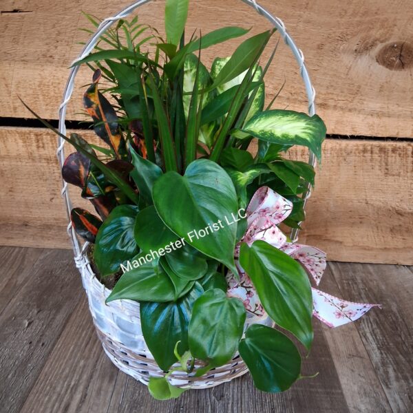Dish Garden- 8" Handled Basket