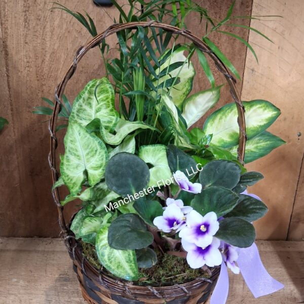 Dish Garden- Blooming 8" Basket