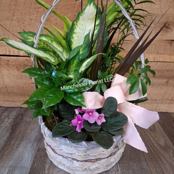 Dish Garden- Blooming 10" Handled Basket