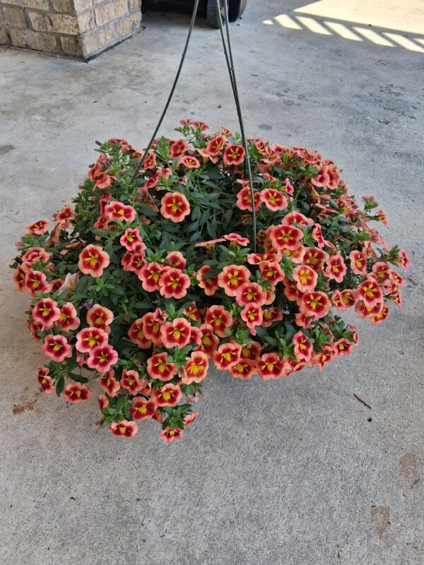Assorted 10" Hanging Baskets- Please call for availability!