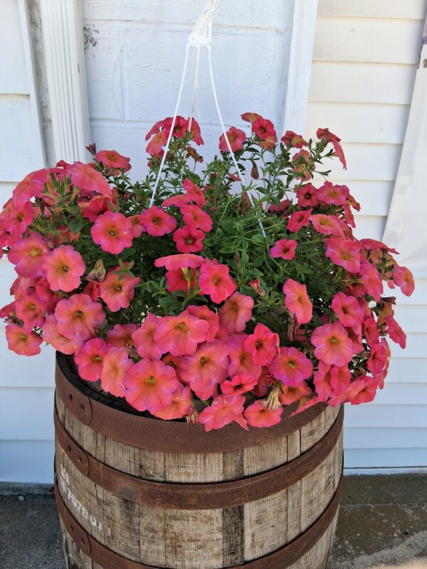 Assorted 10" Hanging Baskets- Please call for availability!