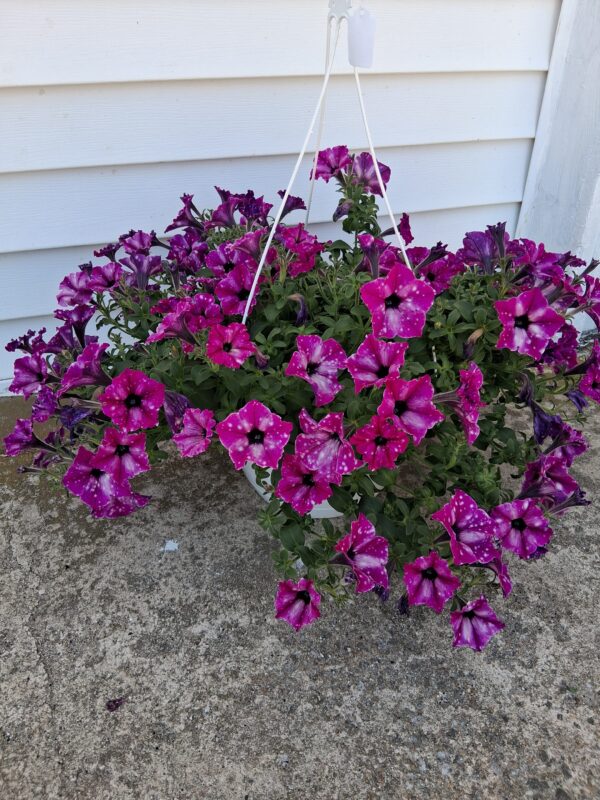 Assorted 10" Hanging Baskets- Please call for availability!