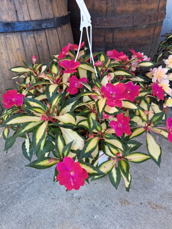 Assorted 10" Hanging Baskets- Please call for availability!