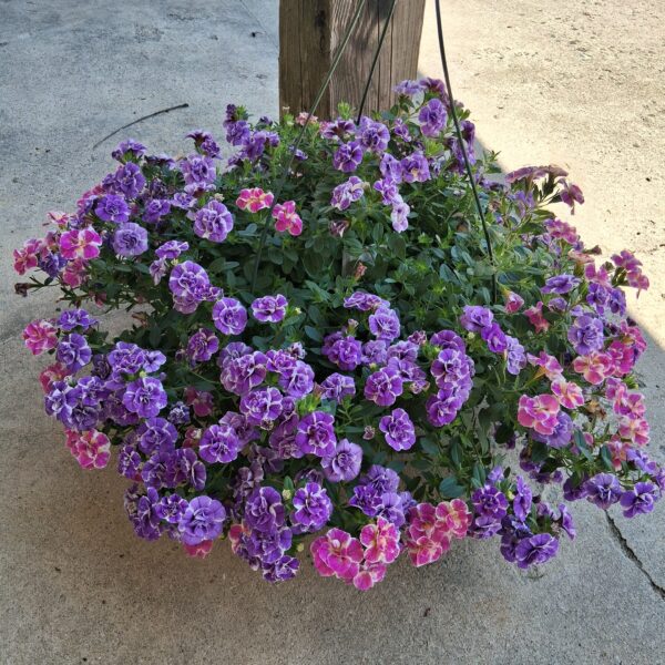 Assorted 10" Hanging Baskets- Please call for availability!