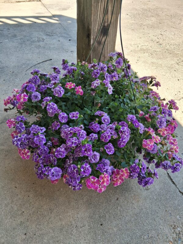 Assorted 10" Hanging Baskets- Please call for availability!